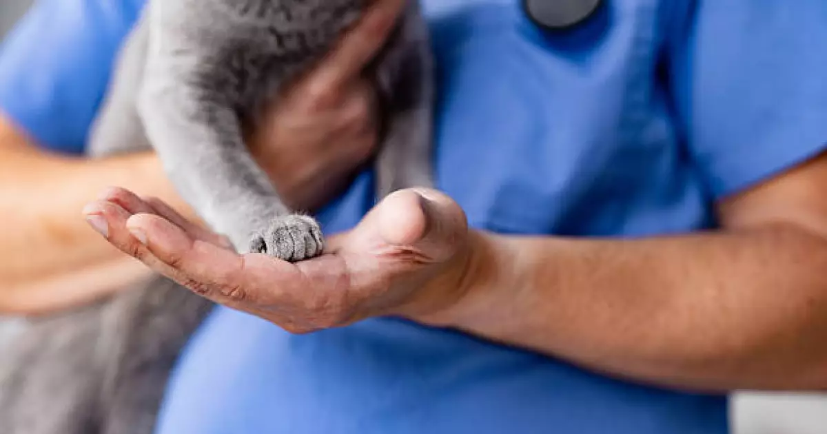   Құтырудың алдын алу: нені білу қажет?   