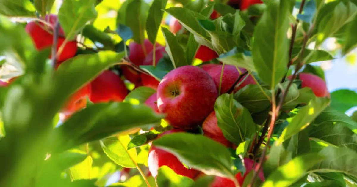  430 млн теңге: Шымкентте алма бақтарын салуға бөлінген қаржы талан-таражға түскен 