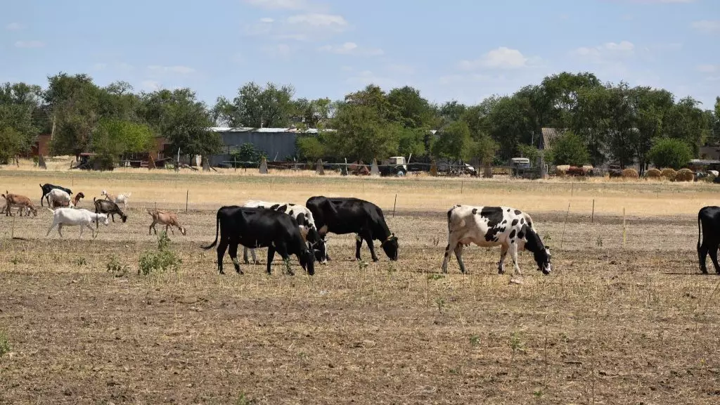 В ЗКО раскрыли ОПГ скотокрадов: в схеме оказались замешаны ветврачи