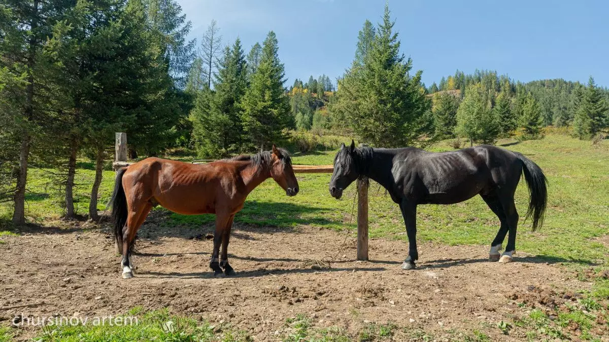 Ветеринарлар қатысқан қылмыстық схема: БҚО-да мал ұрлығы әшкереленді