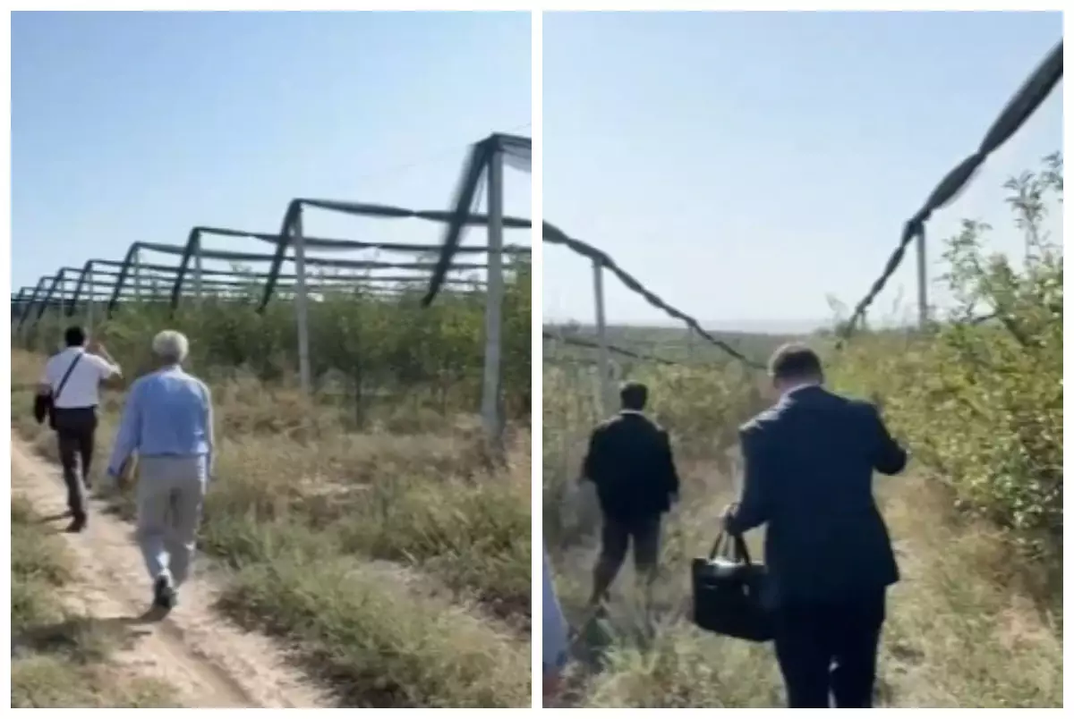 "Алма бағына 430 миллион теңге": Шымкентте шенеунік өз адамдарын тартып субсидия мен бюджет қаражатын жымқырған