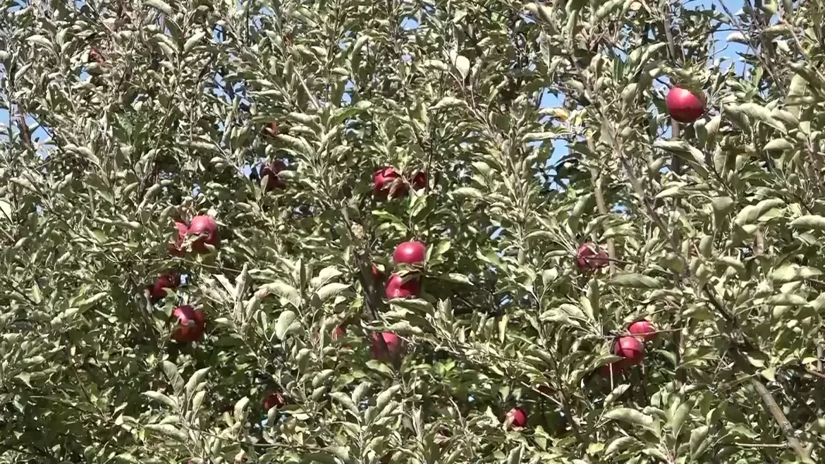 Шымкентте алма бағы бағдарламасымен 750 млн теңгеден астам қаржы жымқырылған