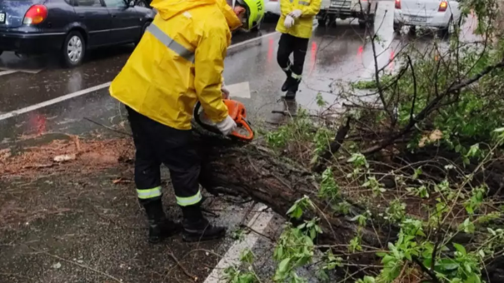 Огромное дерево упало и перегородило дорогу в центре Алматы