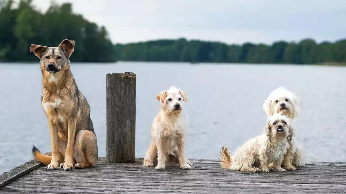 Қаңғыбас иттер туралы заң әлі қабылданған жоқ - Сенат