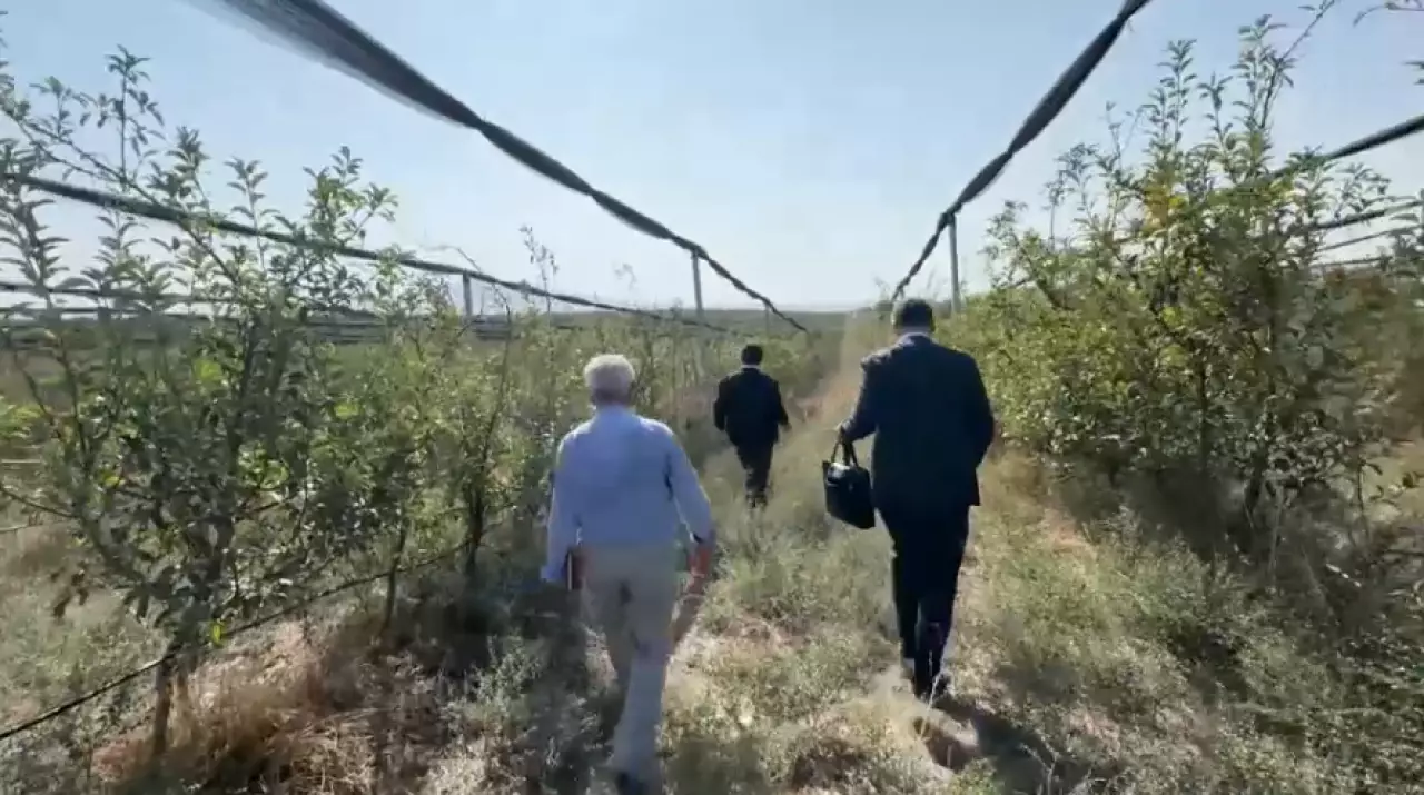 ₸430 млн похищено на яблоневых садах в Шымкенте