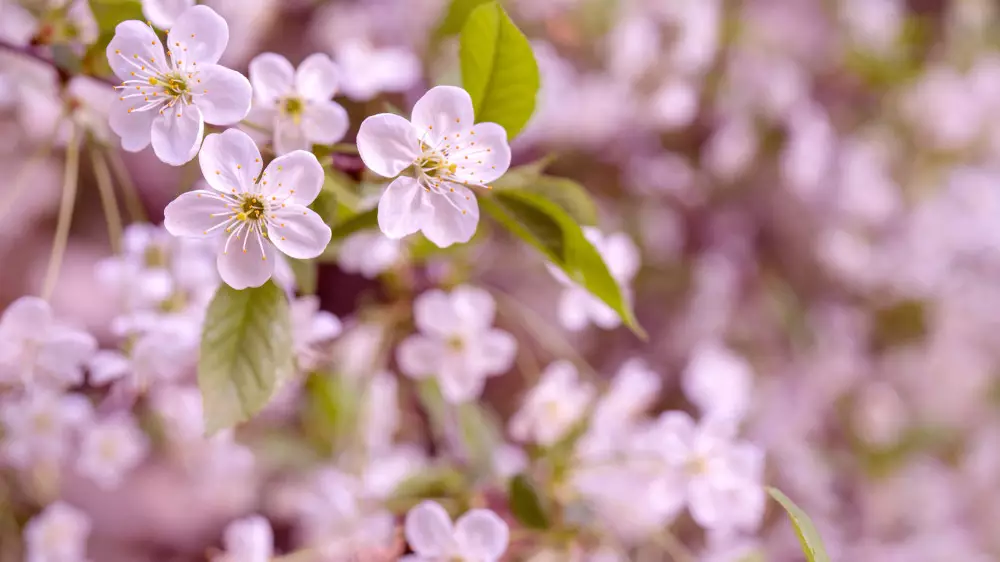 Астанада жылы, Алматыда жаңбыр мен бұршақ жауады: 17-19 сәуірге арналған болжам