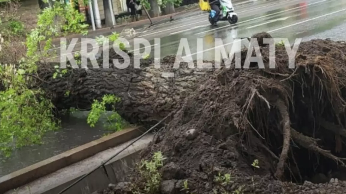 Алматыда жол бойына үлкен ағаш құлап, қозғалыс қиындады