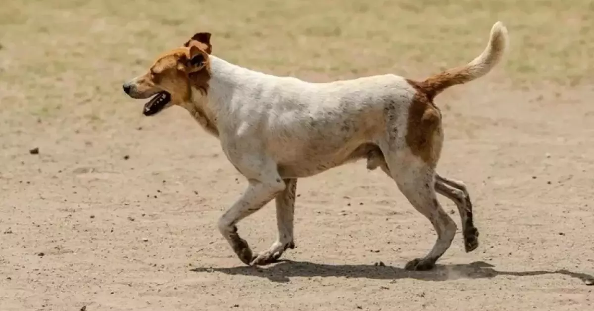  Шымкент әуежайында ұшақ итті қағып кетті 