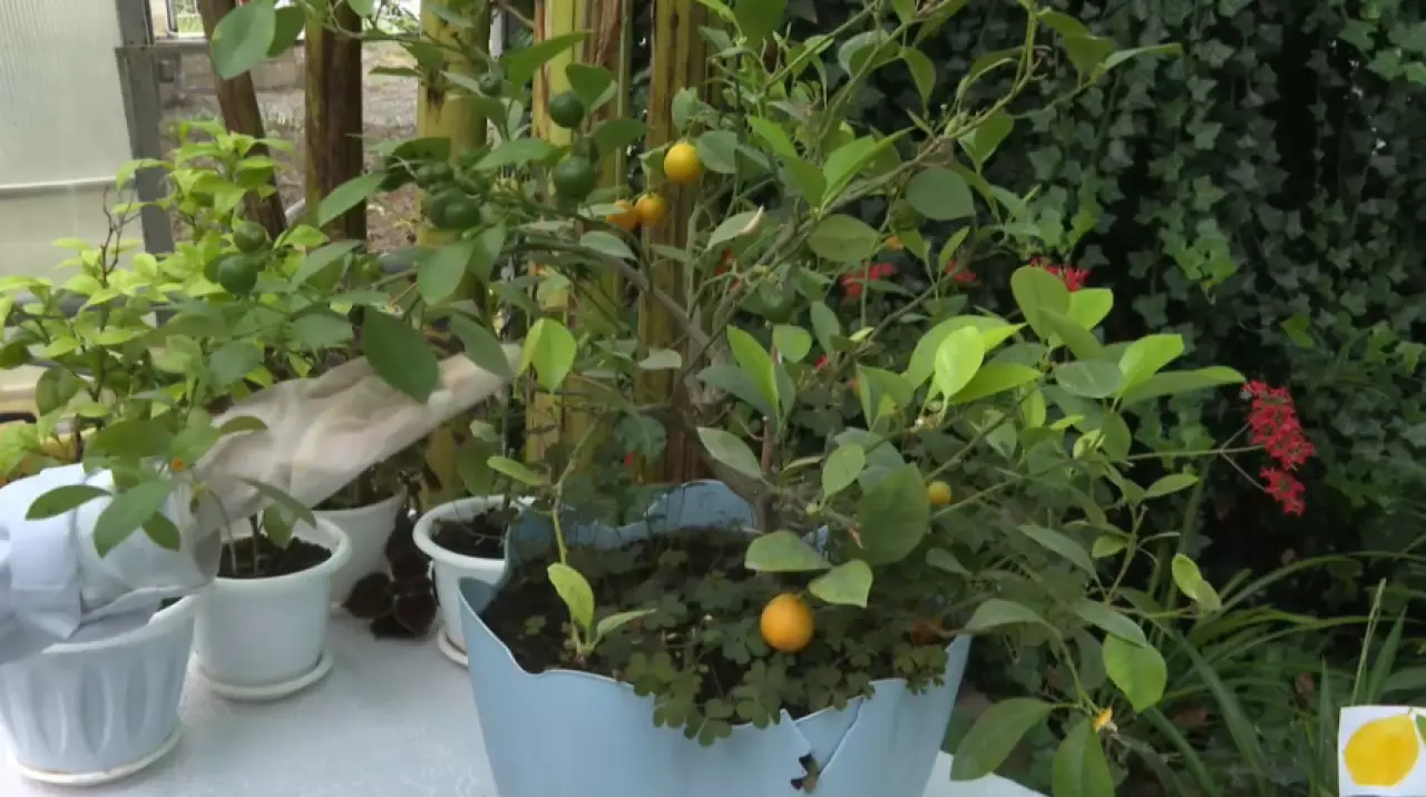 Школьники выращивают экзотические фрукты в Шымкенте