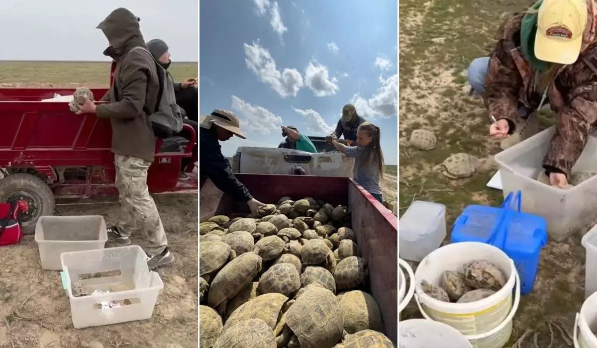 Түркістан облысында 8 мың тасбақа, жүздеген жылан мен кесіртке басқа жаққа көшірілді