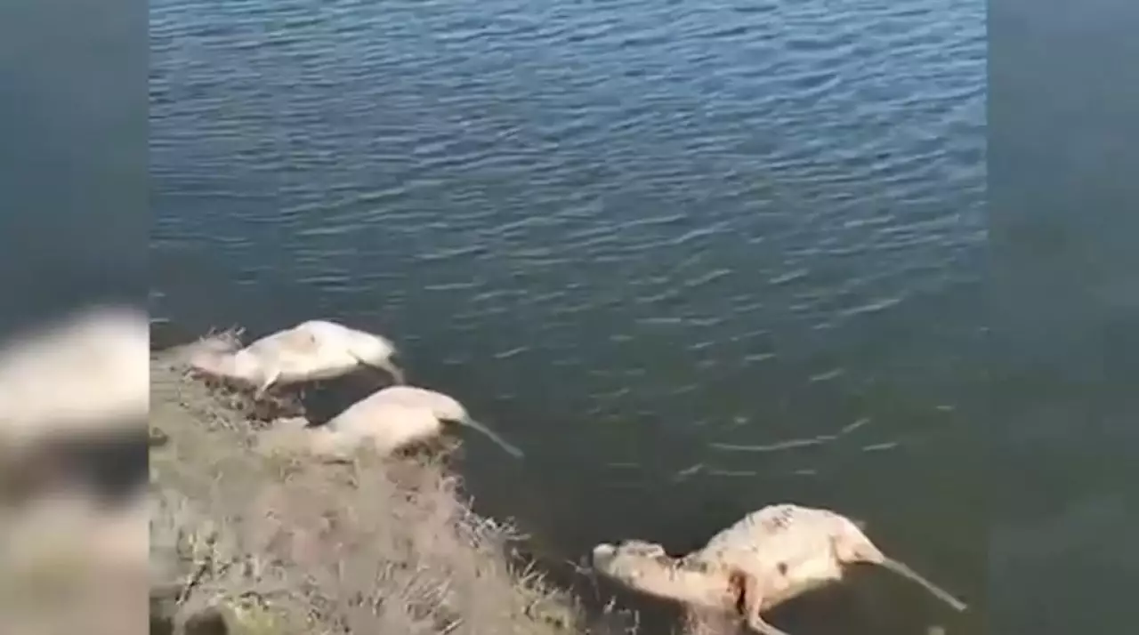 БҚО-да ауру киіктер көбейіп барады