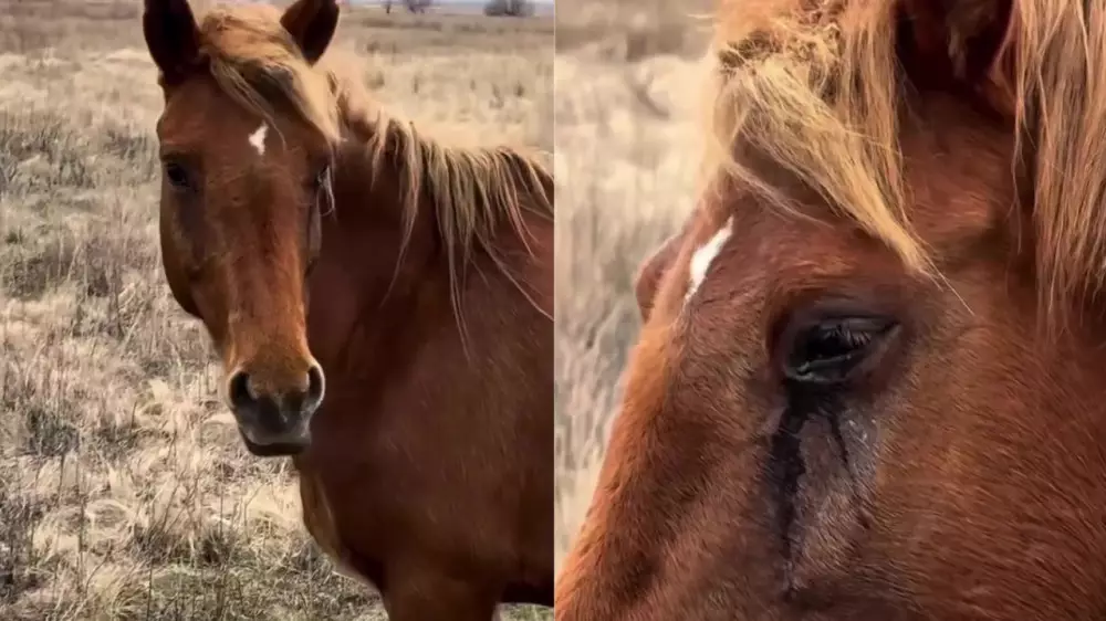“Они всё чувствуют“. Видео скорбящей по жеребенку лошади облетело Казнет