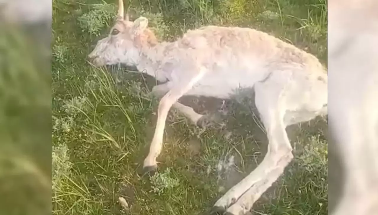 Сайгаков проверяют на инфекции в ЗКО