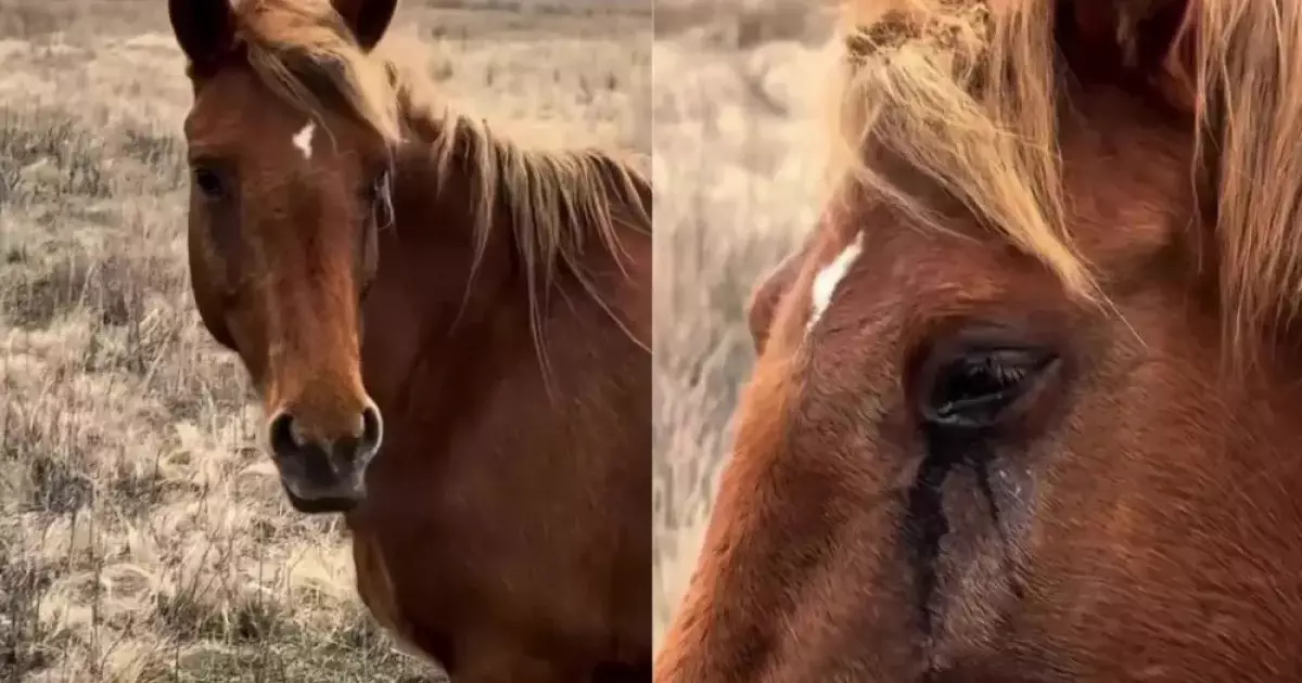  Құлынынан айрылып, жылап тұрған биенің видеосы желі қолданушыларының жүрегін елжіретті 