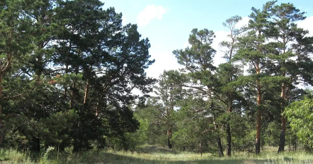   Шығыс Қазақстанда үш экопарк құрылады   