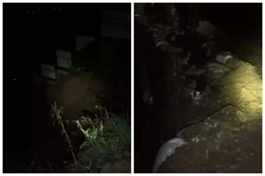 Алматыда лай көшкіні жүрді