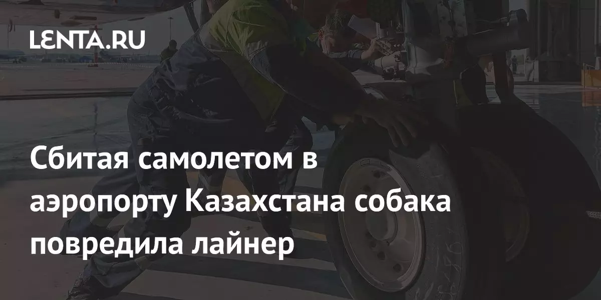Сбитая самолетом в аэропорту Казахстана собака повредила лайнер.