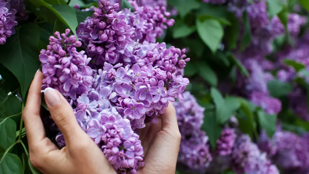 Штраф до 8,7 миллиона тенге. Казахстанцам напомнили о наказании за сорванную сирень