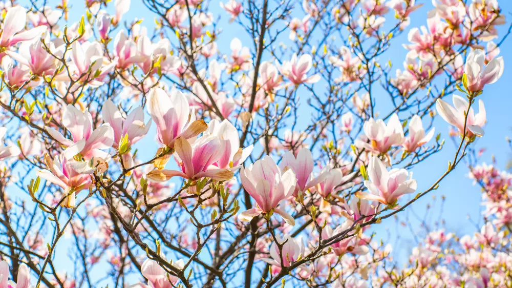 Морозы отступают - в Казахстане потеплеет до +28