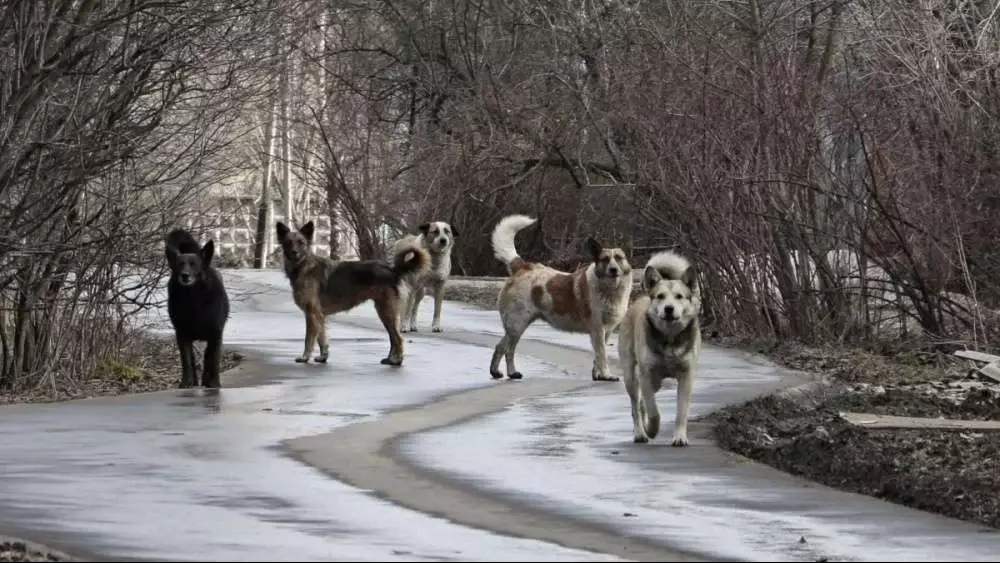 В Кокшетау беременную женщину покусала стая бродячих собак