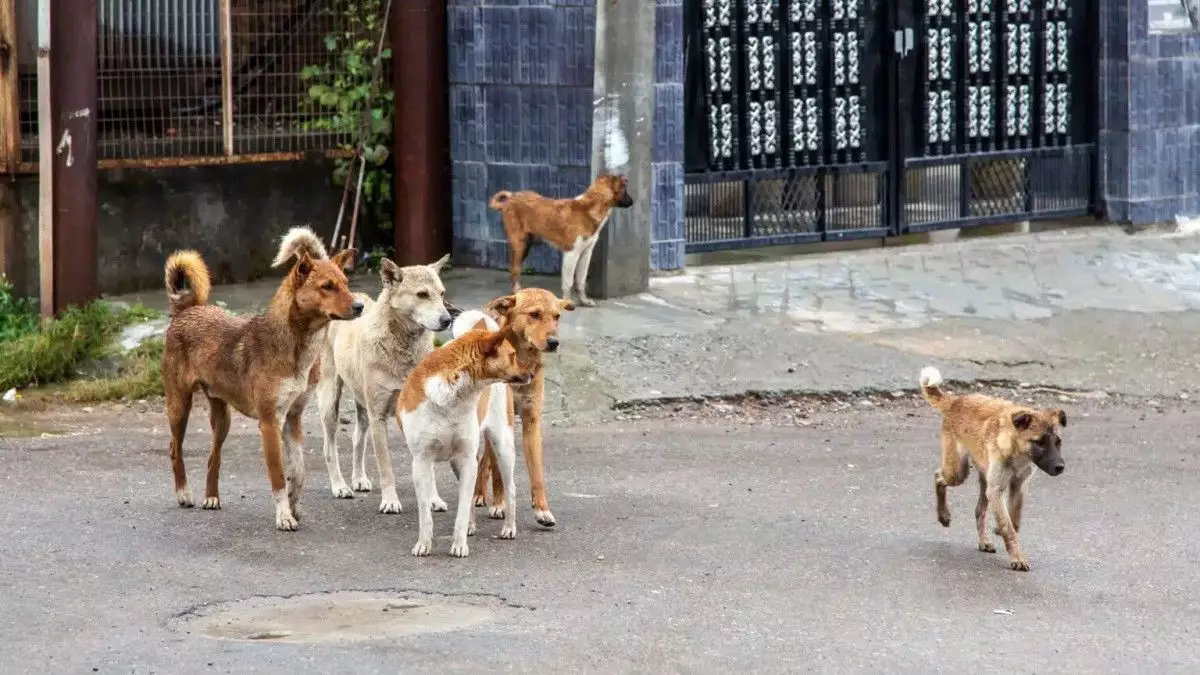 Көкшетауда жүкті әйелді қаңғыбас иттер қауып алды