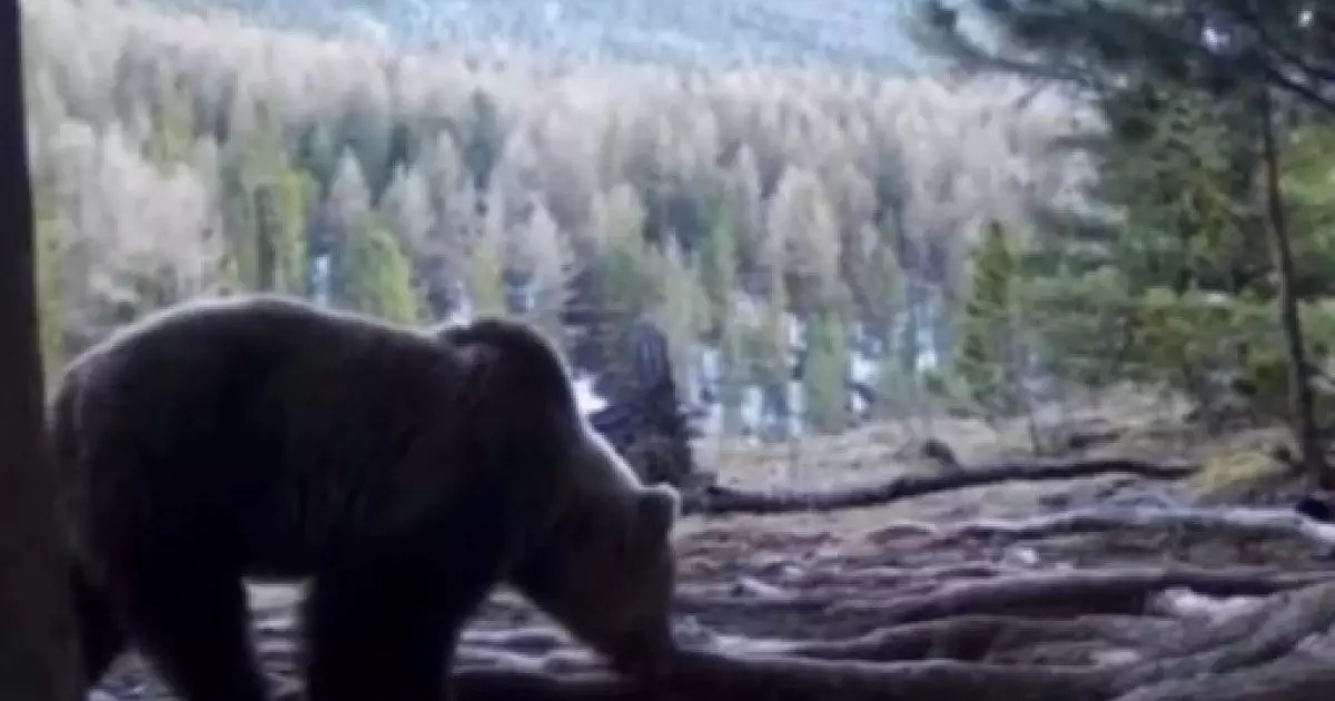  Катонқарағайда аюлар қысқы ұйқысынан оянды 