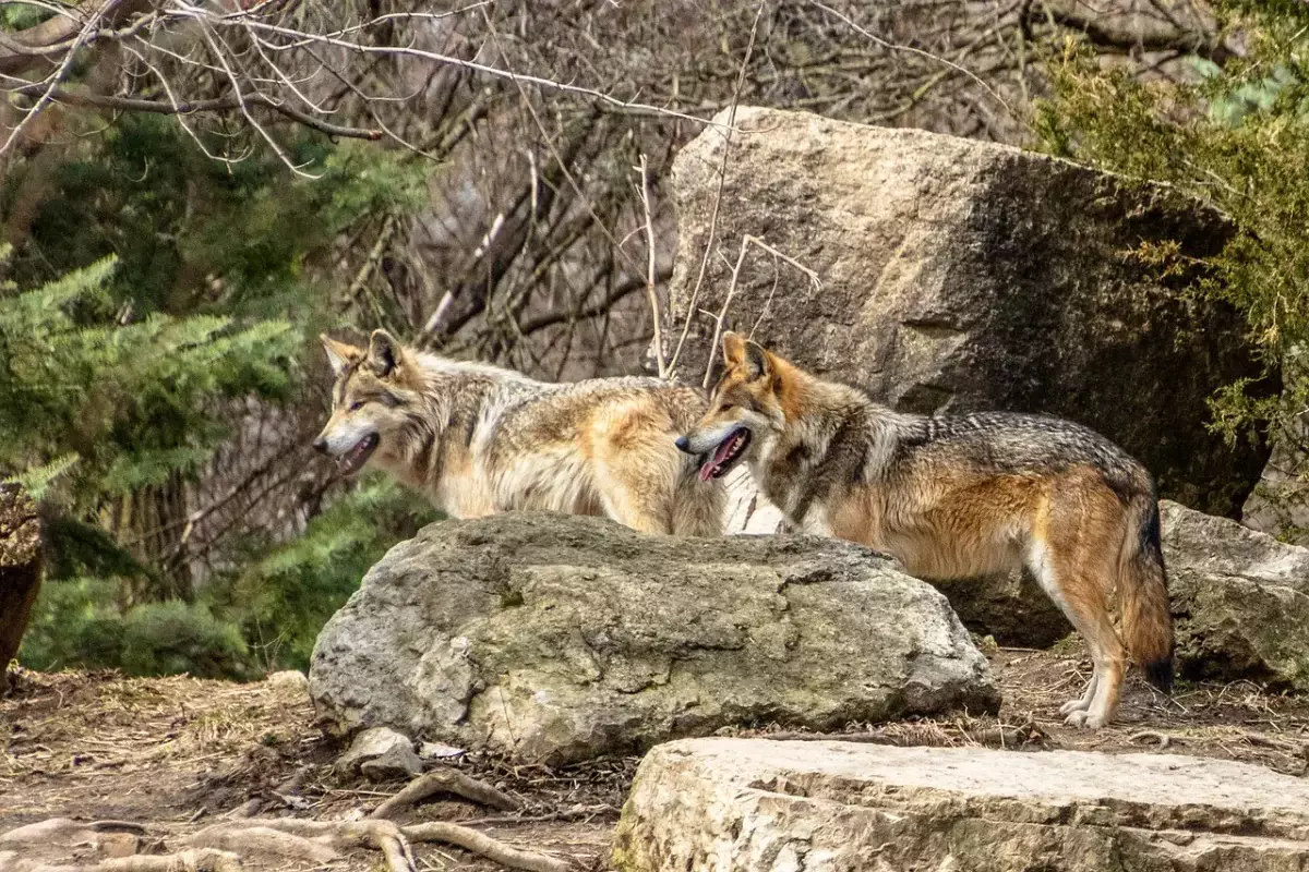 Беременную женщину искусали собаки в Кокшетау