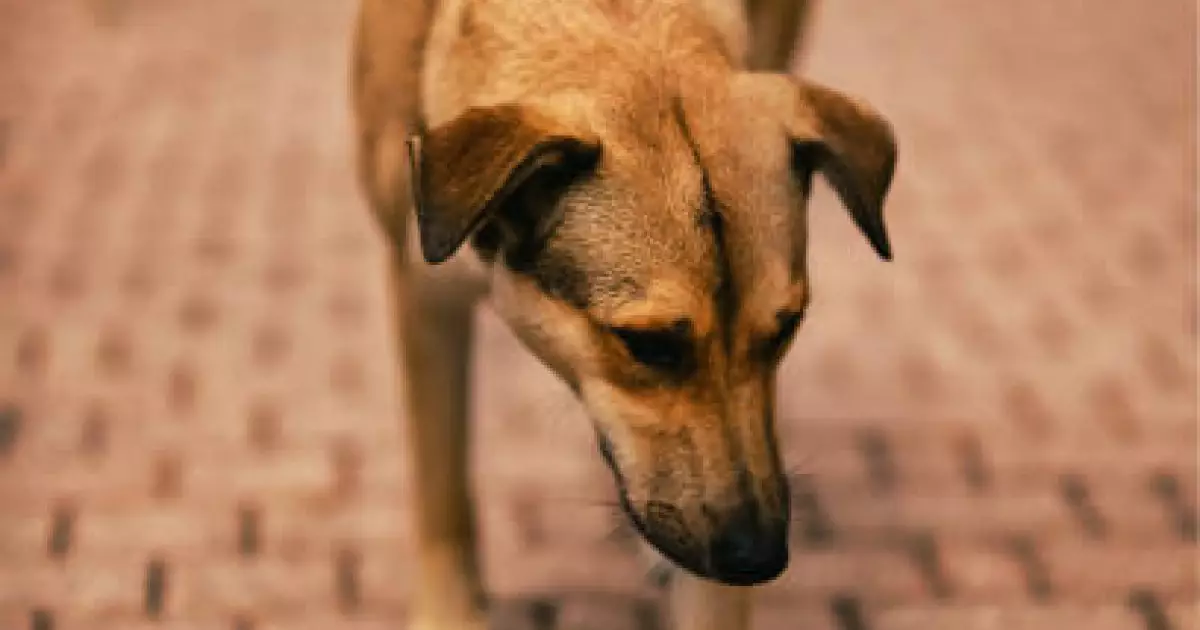   Көкшетауда жүкті әйелді ит талап тастады   