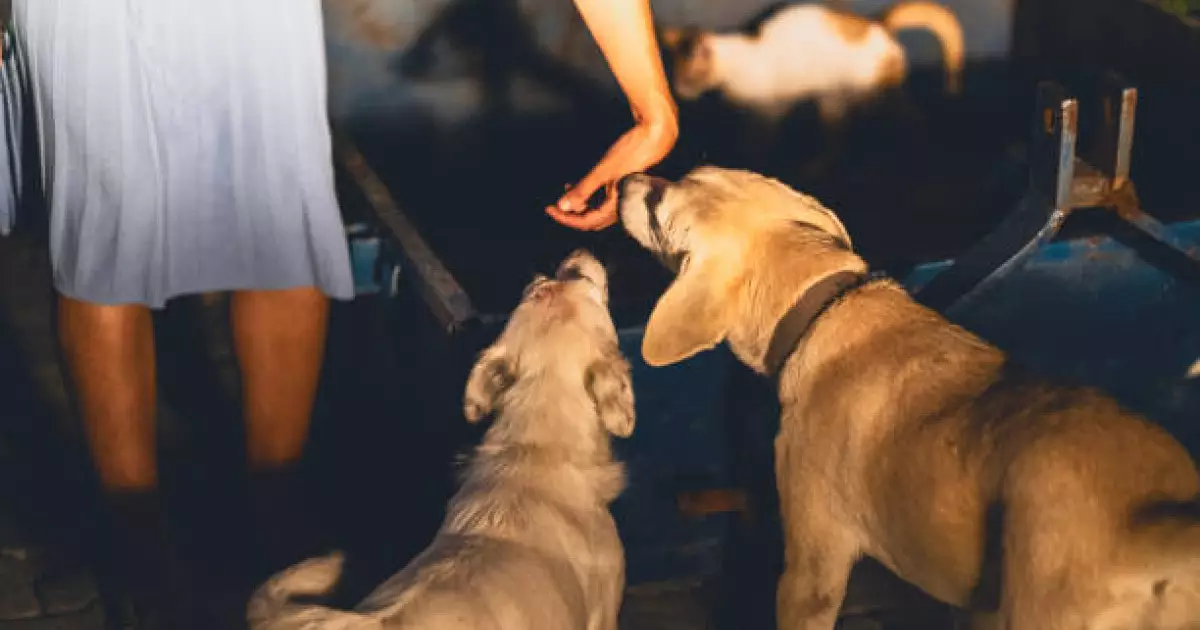  Көкшетауда қаңғыбас иттер жүкті әйелді қауып алған 