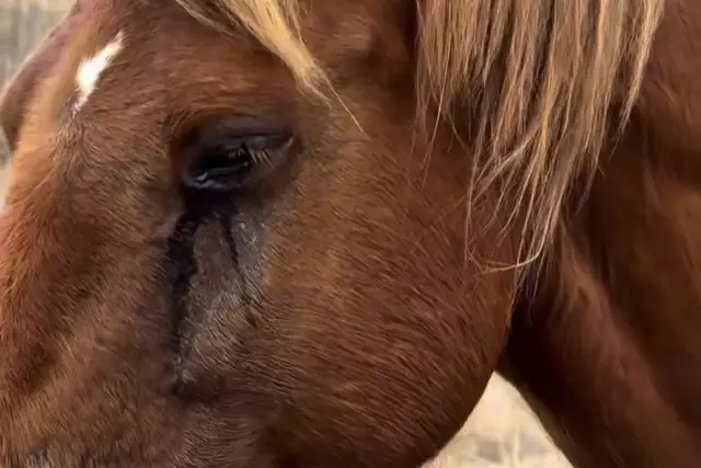 Жылап тұр: Бие өліп қалған құлынының жанынан тәулік бойы кетпеген (ВИДЕО)
