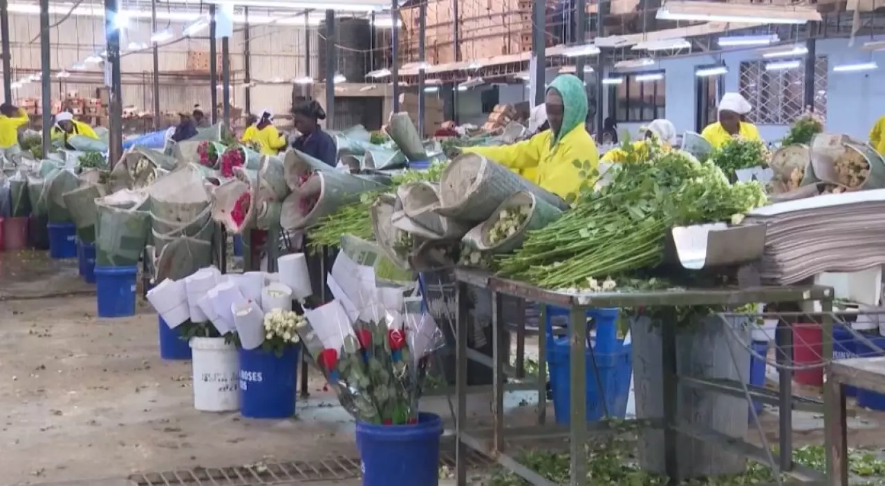 Таяу Шығыстағы қақтығыс Шығыс Африкадан келетін гүл экспортын тежеді