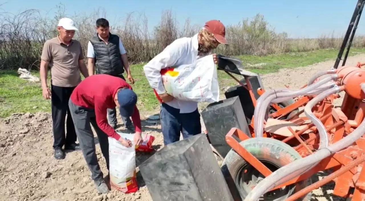 Түркістан облысында мақта жаңа тәсілмен егіледі