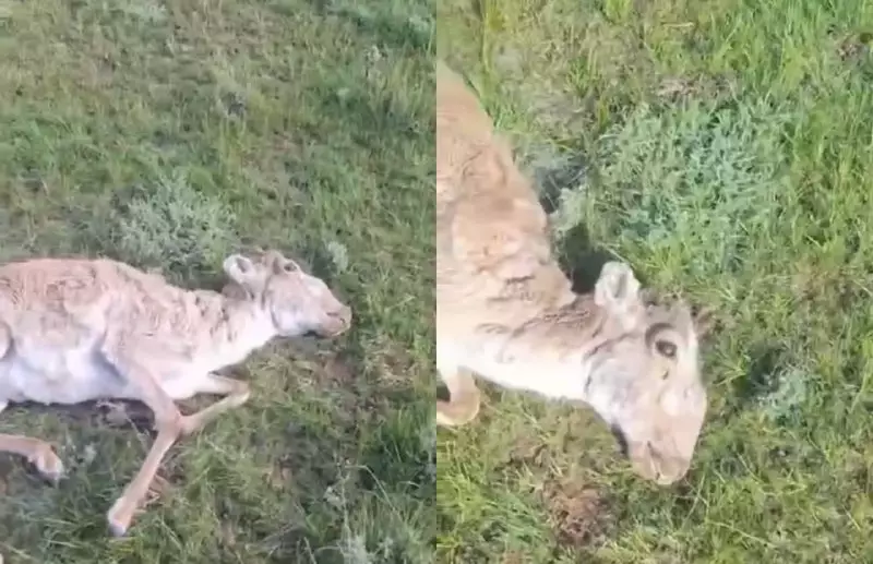 ШҚО-да киік қырылып жатыр: себебі белгісіз, халық дабыл қағуда