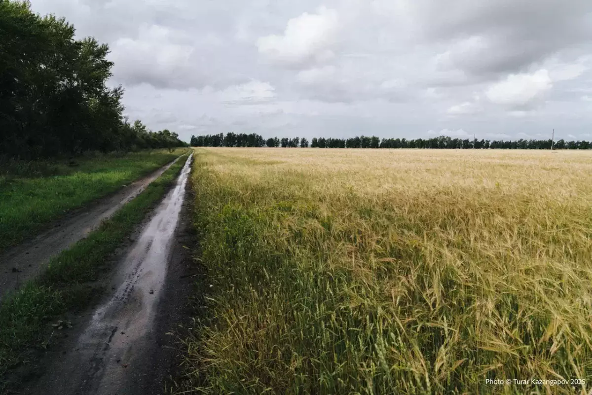 Казахстанцам объяснили, как получить бесплатные 10 соток