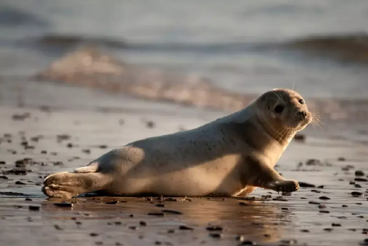 Каспий жағалауында жүзге жуық өлі итбалық табылды