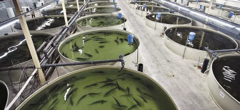 Атырау облысында жылына 130 тоннаға дейін балық өндіретін жаңа кешен іске қосылды