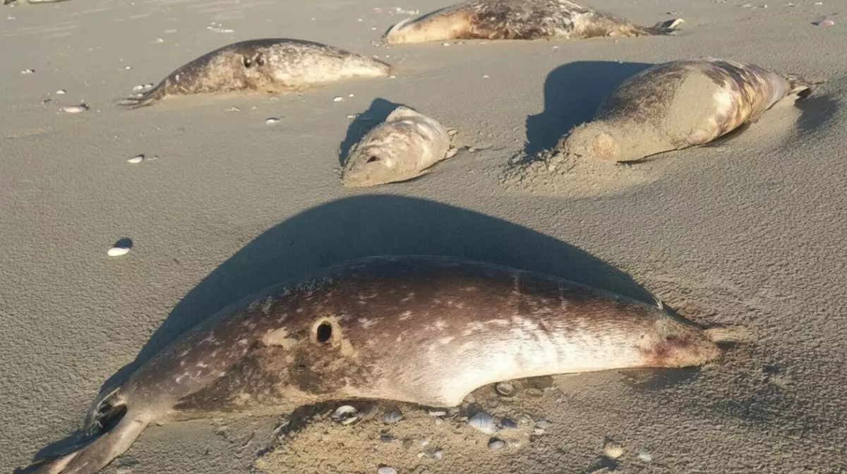 На побережье Каспия в Мангистау нашли 97 мёртвых тюленей