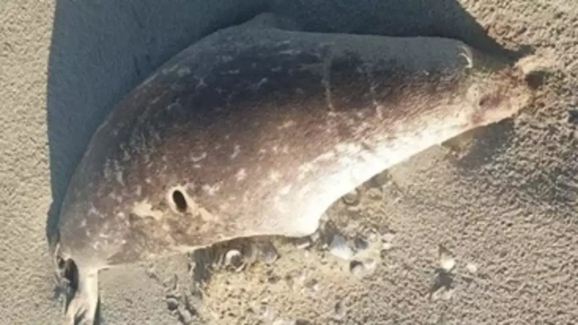 Каспий жағалауынан 100-ге жуық итбалықтың өлексесі табылды