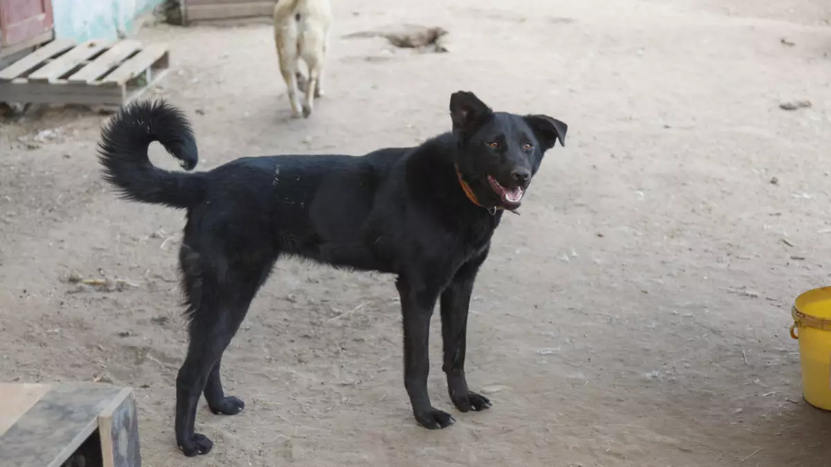 Жамбыл облысында иттерге арналған заңсыз панажай анықталды: Иесіне айыппұл салынды