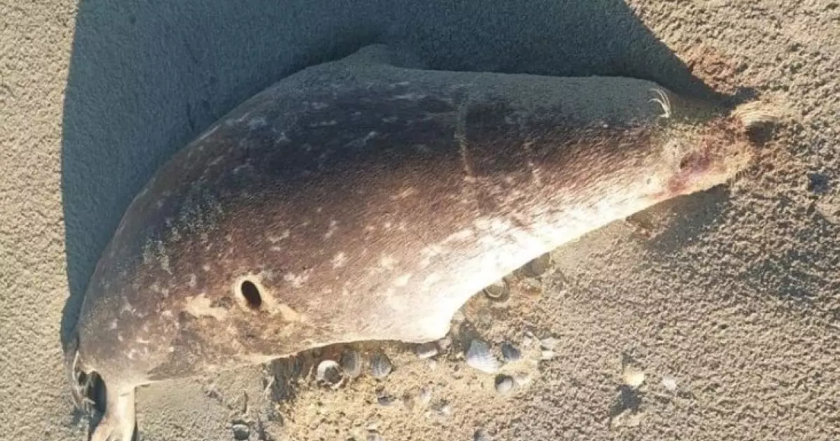  Каспий жағалауынан екі жүзге жуық итбалықтың өлексесі табылды 