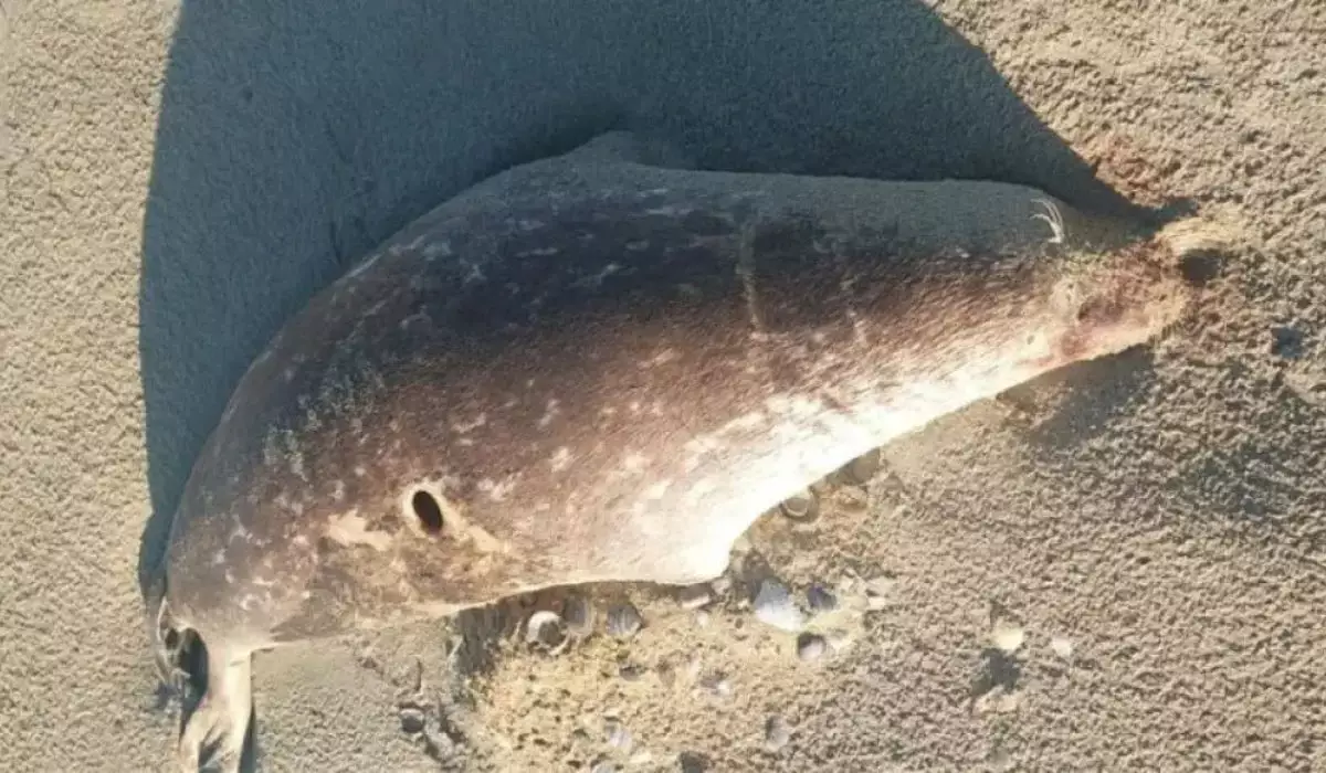 Каспий жағалауынан 100-ге жуық итбалықтың өлексесі табылды