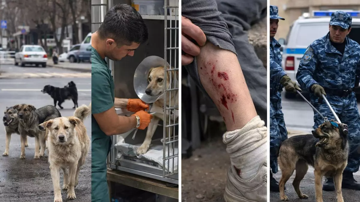 Қаңғыбас ит мәселесі: Әлемдік тәжірибе қандай, Қазақстан қай жолды таңдайды