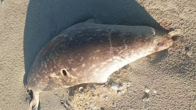 Табиғи апат па? Каспий жағалауынан 100-ге жуық итбалықтың өлексесі табылды