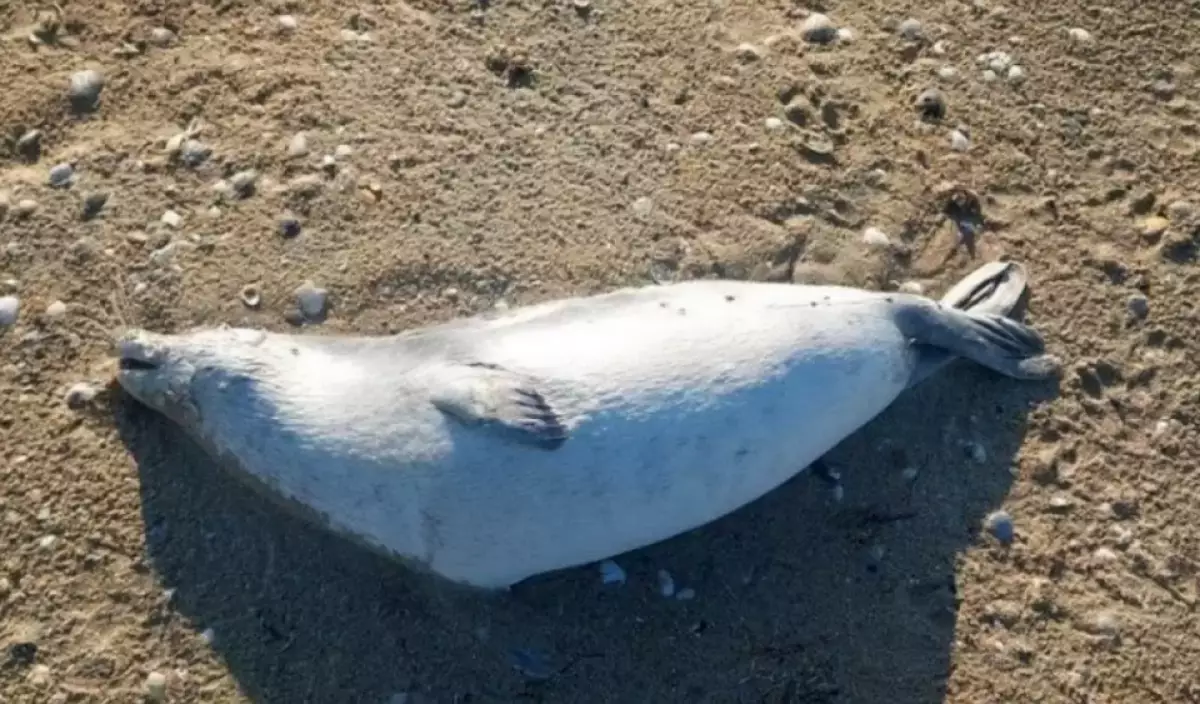 Каспийде тағы да итбалықтар қырылды