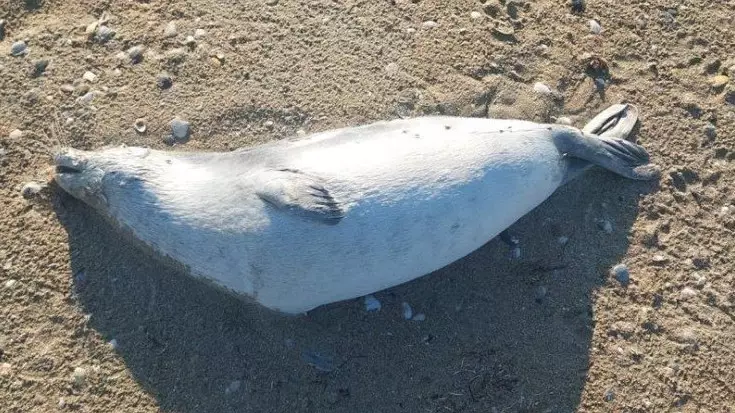 Каспий жағалауынан 97 өлі итбалық табылды: Себеп не? 