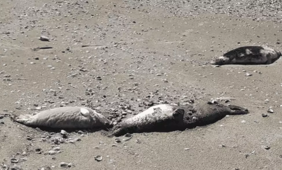 В Мангистау число найденных мертвых тюленей выросло до 191