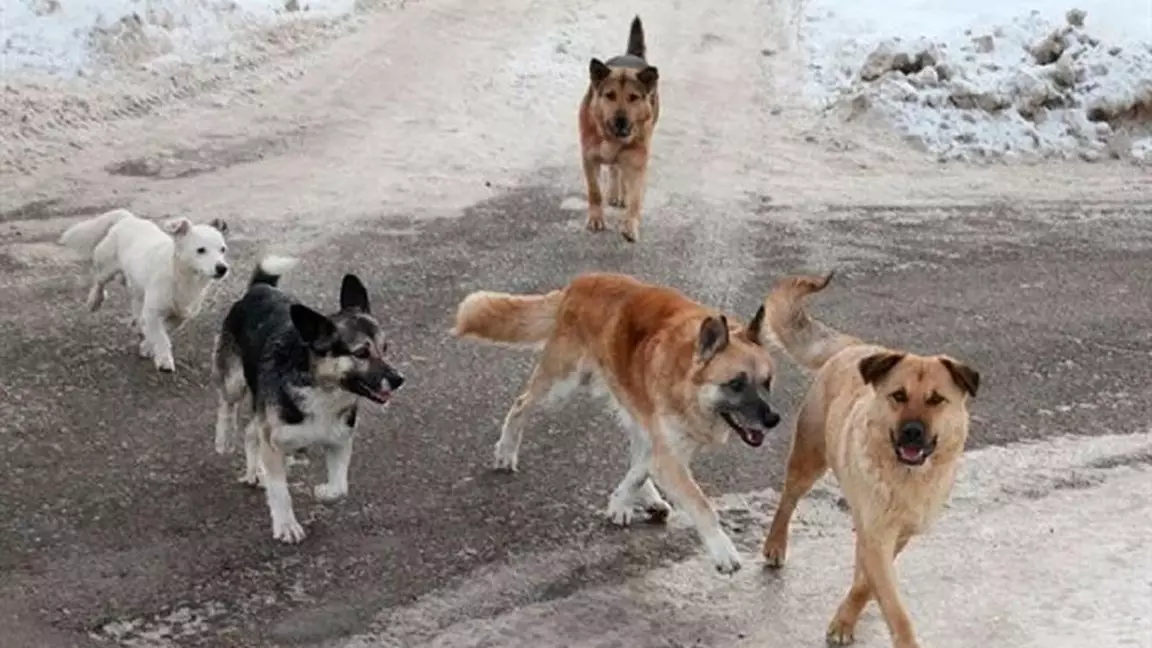 Қостанай облысында иттерді қорғауға арналған митингке рұқсат берілді