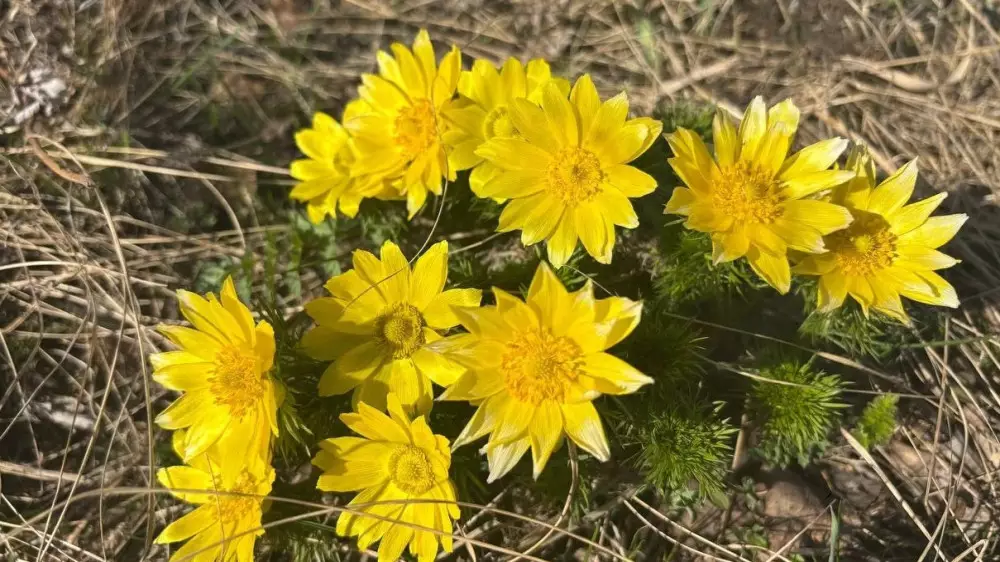 “Не прикасаться!“ В Акмолинской области расцвели краснокнижные растения