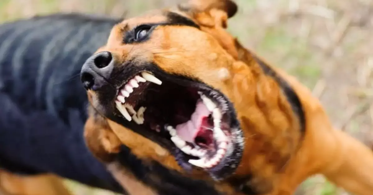  Көкшетауда аяғы ауыр әйелді қараусыз жүрген иттер талап тастады 