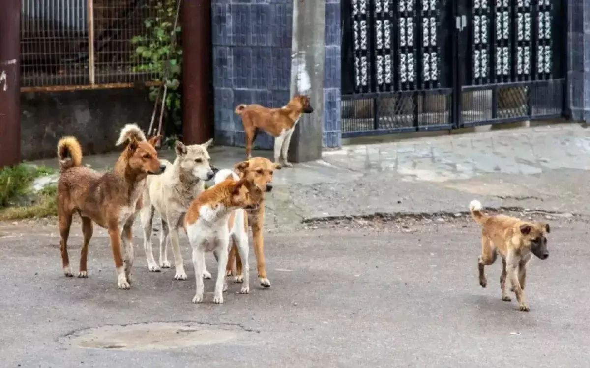 Көкшетауда жүкті әйелді қаңғыбас иттер қауып алды